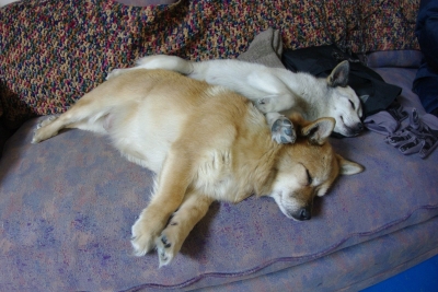 alaska_dogs.jpg