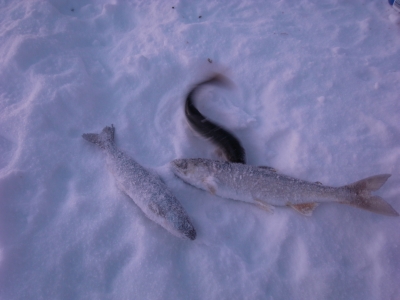 alaska_fishes.jpg