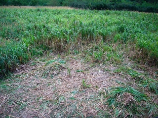 okinawa_satoukibibatake.jpg